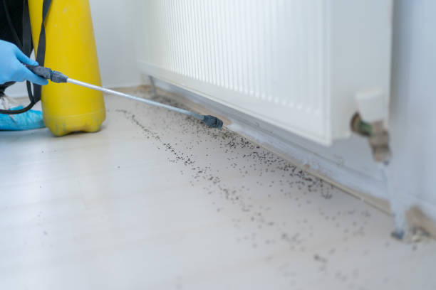Best Ant Control Services  in Ruhenstroth, NV